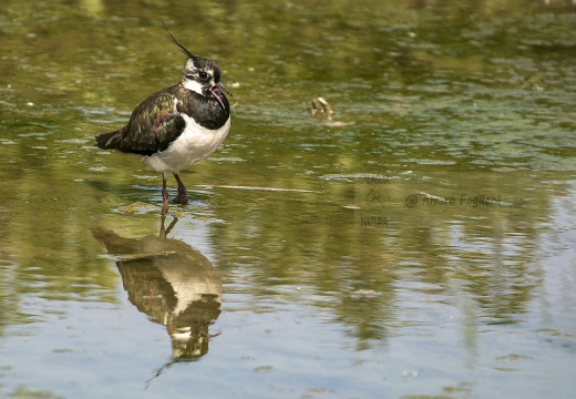 PAVONCELLA; Lapwing; Vanellus vanellus