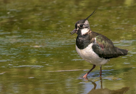 PAVONCELLA; Lapwing; Vanellus vanellus