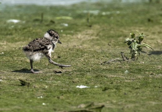 PAVONCELLA; Lapwing; Vanellus vanellus