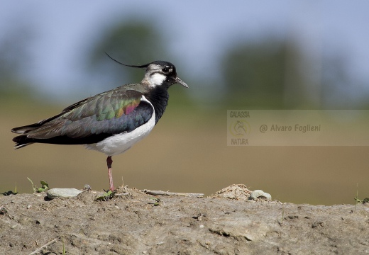 PAVONCELLA; Lapwing; Vanellus vanellus