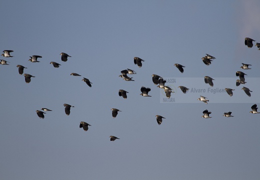 PAVONCELLA; Lapwing; Vanellus vanellus