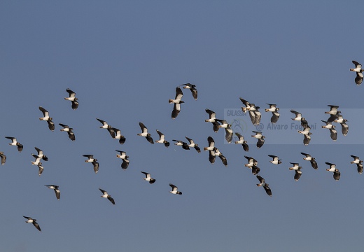 PAVONCELLA; Lapwing; Vanellus vanellus