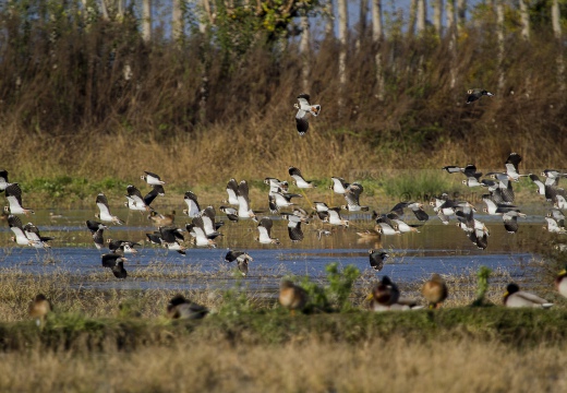 PAVONCELLA; Lapwing; Vanellus vanellus