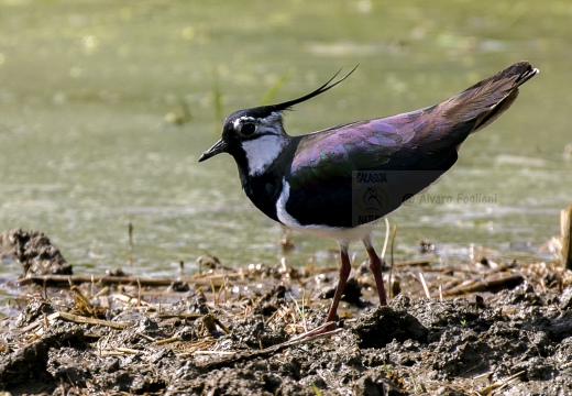 PAVONCELLA; Lapwing; Vanellus vanellus