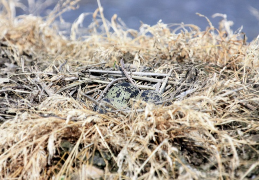 PAVONCELLA; Lapwing; Vanellus vanellus