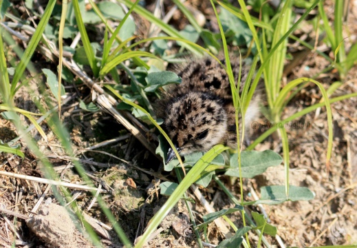 PAVONCELLA; Lapwing; Vanellus vanellus