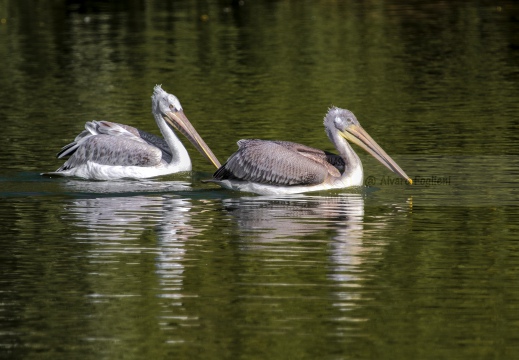 PELLICANO RICCIO, Dalmatian pelican, Pelecanus crispus - Località: Hessen (D)