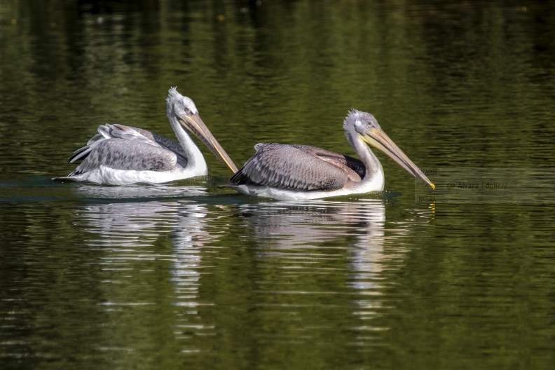 PELLICANO RICCIO, Dalmatian pelican, Pelecanus crispus - Località: Hessen (D)