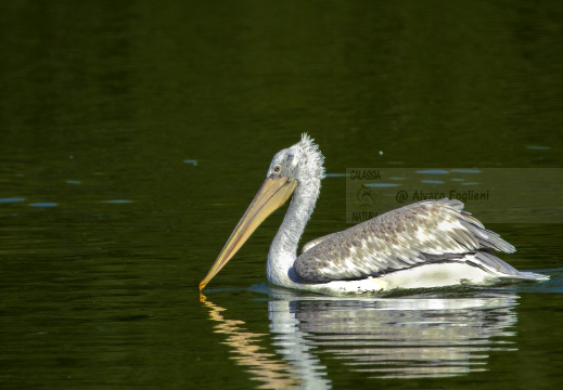 PELLICANO RICCIO, Dalmatian pelican, Pelecanus crispus - Località: Hessen (D)