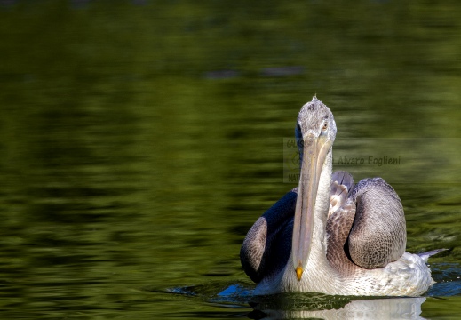 PELLICANO RICCIO, Dalmatian pelican, Pelecanus crispus - Località: Hessen (D)