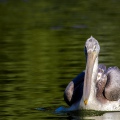 PELLICANO RICCIO, Dalmatian pelican, Pelecanus crispus - Località: Hessen (D)