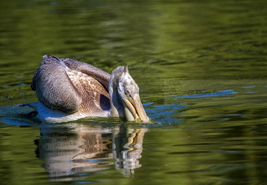 PELLICANO RICCIO, Dalmatian pelican, Pelecanus crispus - Località: Hessen (D)