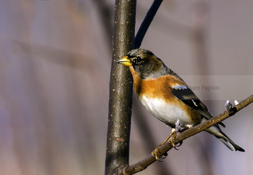 PEPPOLA; Brambling; Fringilla montifringilla