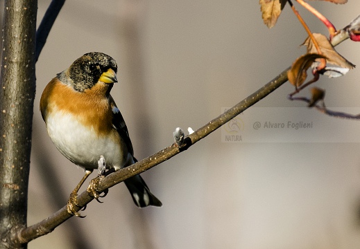 PEPPOLA; Brambling; Fringilla montifringilla