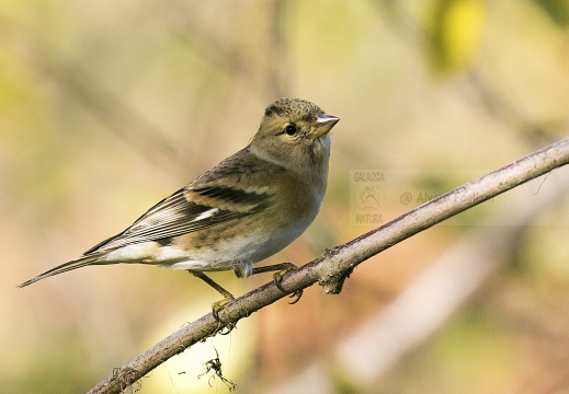 PEPPOLA; Brambling; Fringilla montifringilla