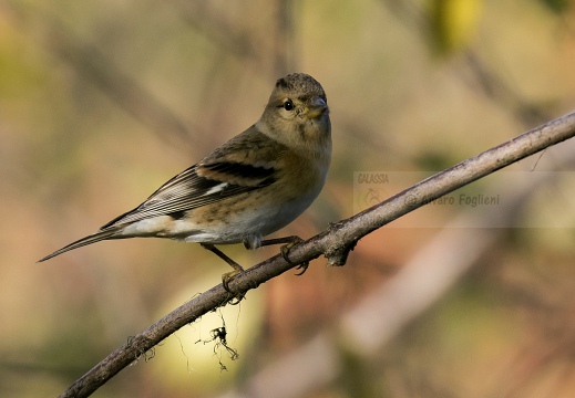 PEPPOLA; Brambling; Fringilla montifringilla