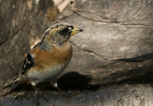 PEPPOLA; Brambling; Fringilla montifringilla