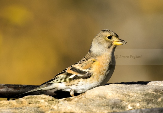 PEPPOLA; Brambling; Fringilla montifringilla