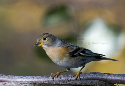 PEPPOLA; Brambling; Fringilla montifringilla