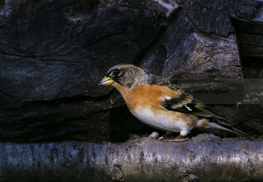 PEPPOLA; Brambling; Fringilla montifringilla