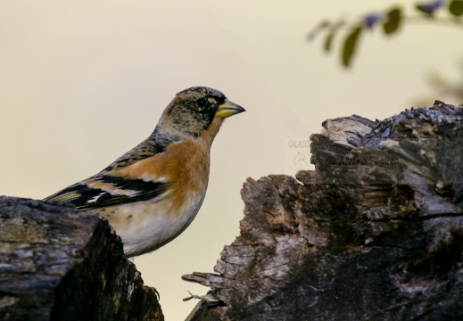 PEPPOLA; Brambling; Fringilla montifringilla