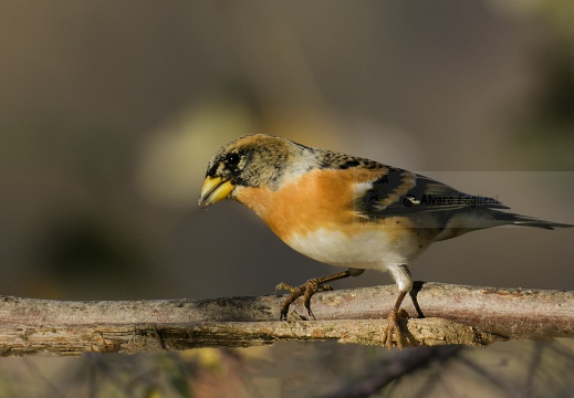 PEPPOLA; Brambling; Fringilla montifringilla