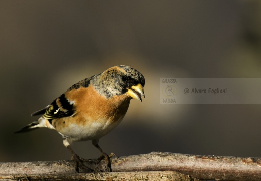 PEPPOLA; Brambling; Fringilla montifringilla