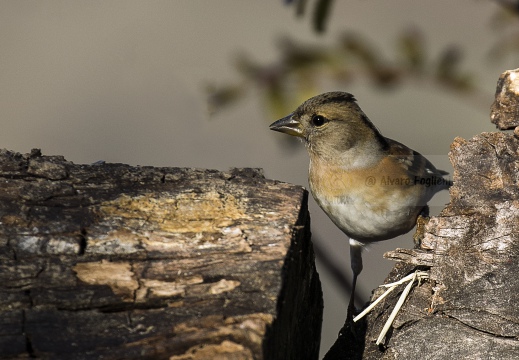 PEPPOLA; Brambling; Fringilla montifringilla