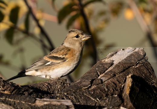 PEPPOLA; Brambling; Fringilla montifringilla