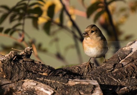 PEPPOLA; Brambling; Fringilla montifringilla