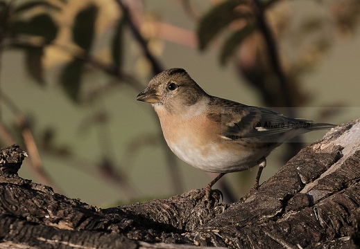 PEPPOLA; Brambling; Fringilla montifringilla