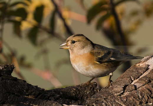 PEPPOLA; Brambling; Fringilla montifringilla