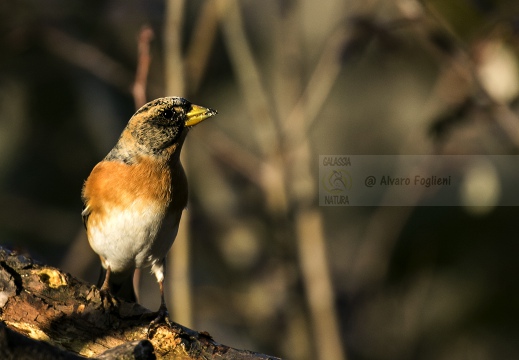 PEPPOLA; Brambling; Fringilla montifringilla