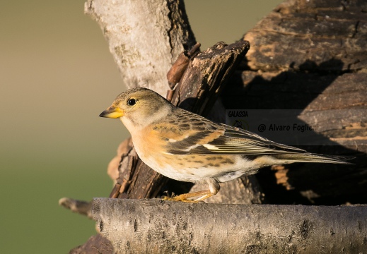 PEPPOLA; Brambling; Fringilla montifringilla