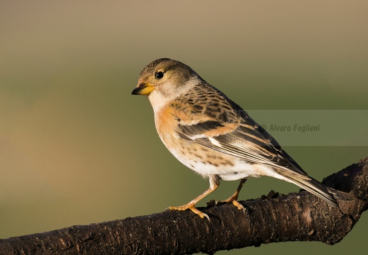 PEPPOLA; Brambling; Fringilla montifringilla