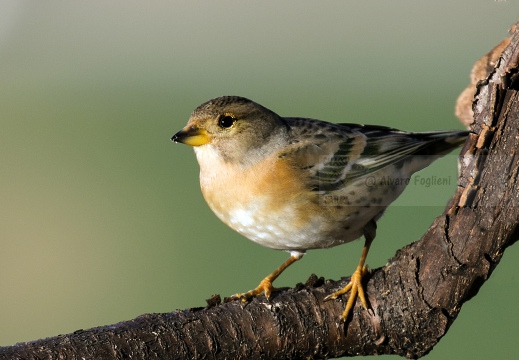 PEPPOLA; Brambling; Fringilla montifringilla