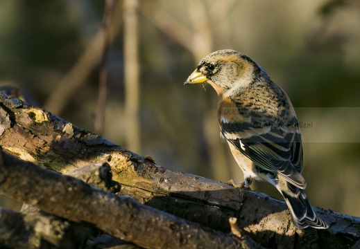 PEPPOLA; Brambling; Fringilla montifringilla