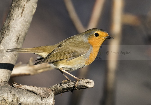 PETTIROSSO; Robin; Erithacus rubecula