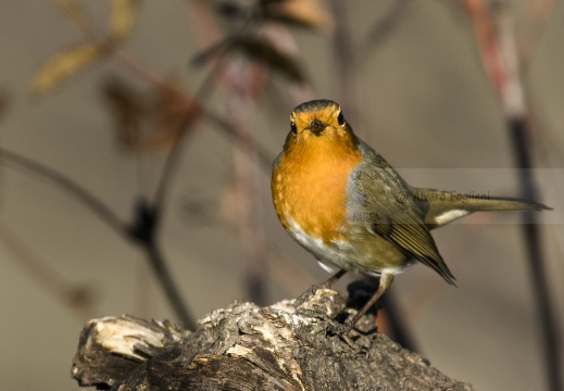 PETTIROSSO; Robin; Erithacus rubecula