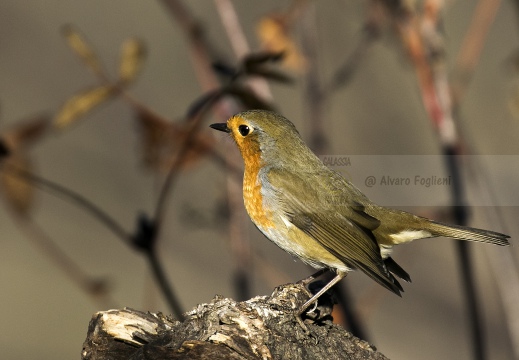 PETTIROSSO; Robin; Erithacus rubecula