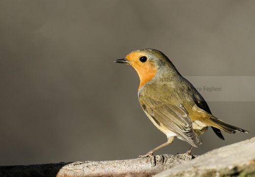 PETTIROSSO; Robin; Erithacus rubecula