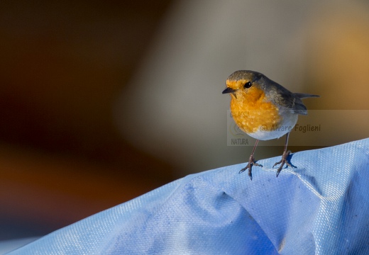 PETTIROSSO; Robin; Erithacus rubecula