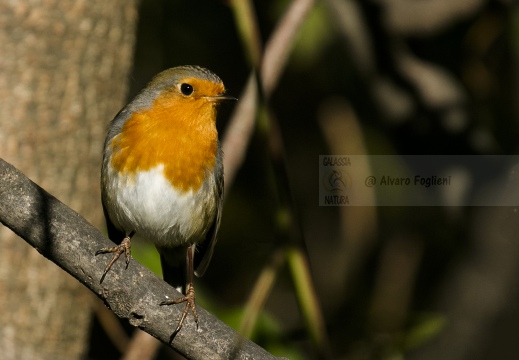 PETTIROSSO; Robin; Erithacus rubecula