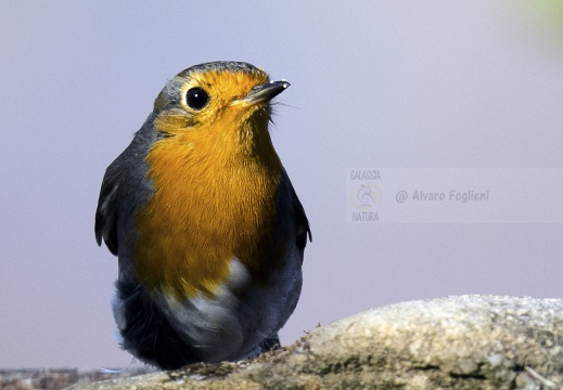 PETTIROSSO; Robin; Erithacus rubecula