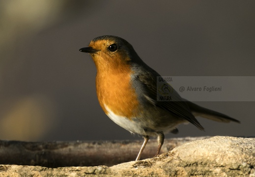 PETTIROSSO; Robin; Erithacus rubecula