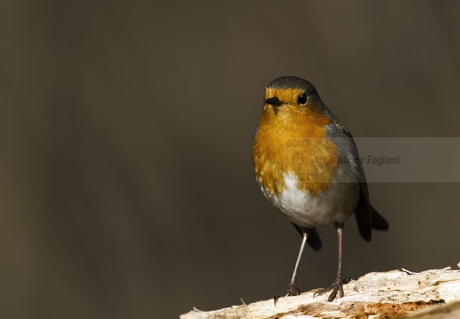 PETTIROSSO; Robin; Erithacus rubecula