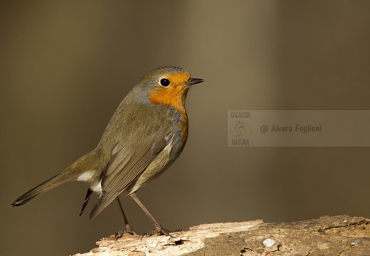 PETTIROSSO; Robin; Erithacus rubecula