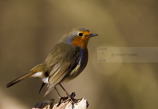 PETTIROSSO; Robin; Erithacus rubecula 