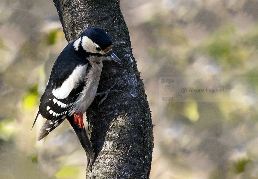 PICCHIO ROSSO MAGGIORE; Great Spotted Woodpecker; Dendrocopos major