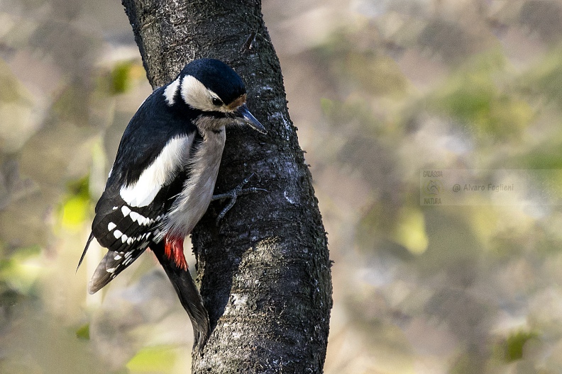 PICCHIO ROSSO MAGGIORE; Great Spotted Woodpecker; Dendrocopos major